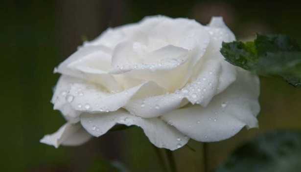 Rose da taglio: varietà