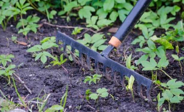 Strumenti da giardinaggio