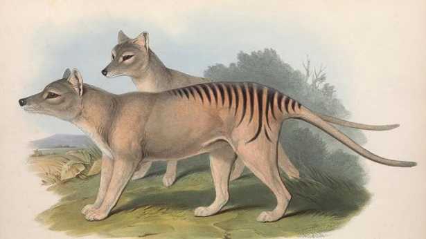 Tigre della Tasmania: avvistamenti