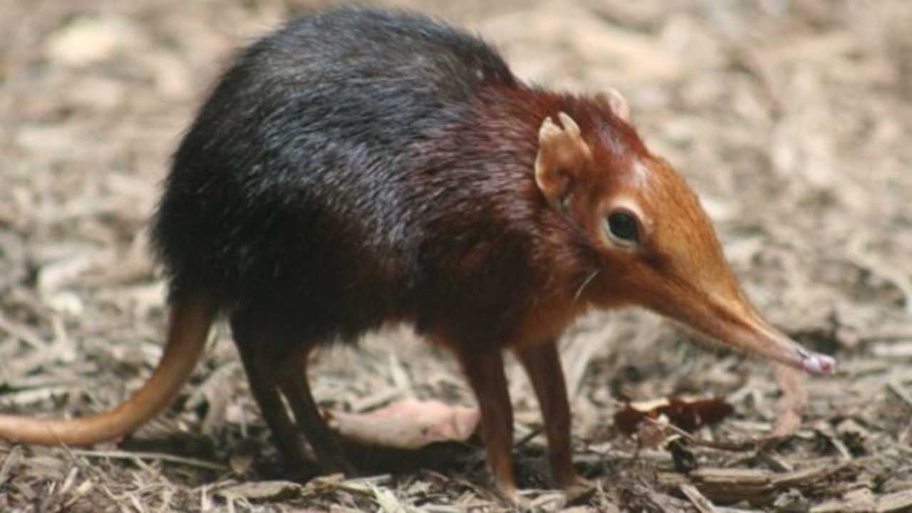 Toporagno Elefante Idee Green