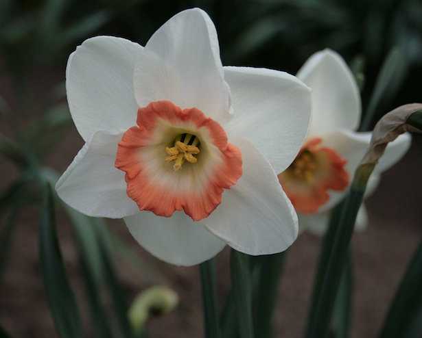varietà di narcisi in vaso