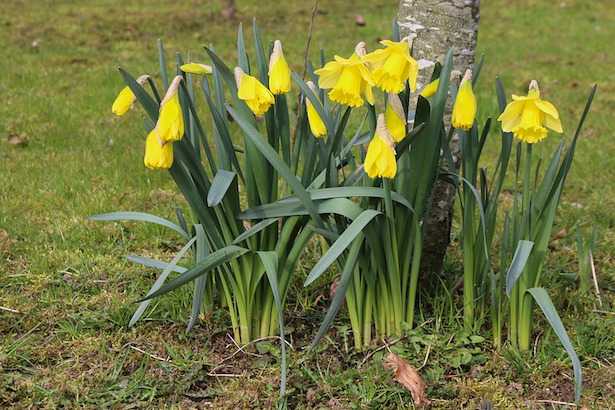 varietà di narciso