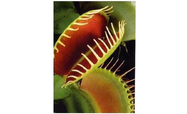 Venere acchiappamosche