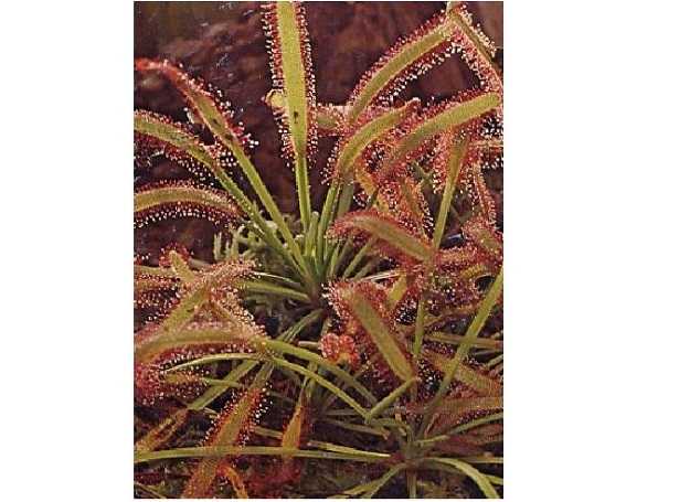 Venere acchiappamosche