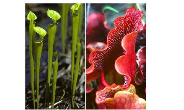 Venere acchiappamosche