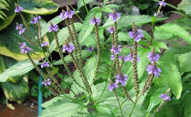 verbena tisana proprietà olio essenziale