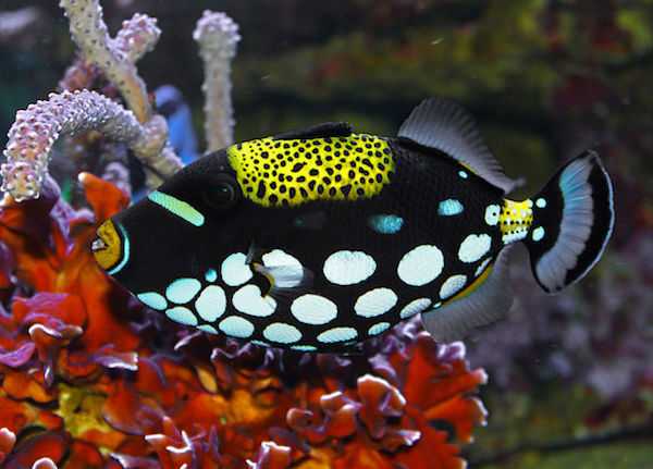 Balistoides conspicillum