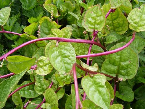Coltivare Basella rubra basella alba spianci rampicanti