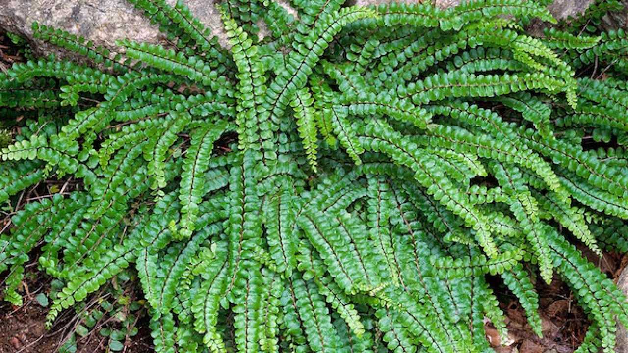 Come Coltivare Felci Idee Green Come Coltivare Felci Idee Green