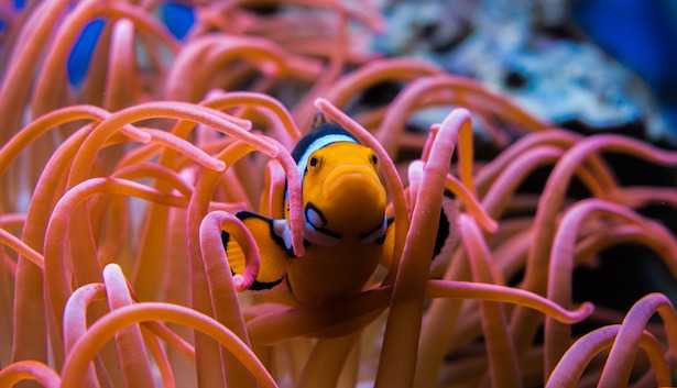 Come trasformare un acquario dolce in marino