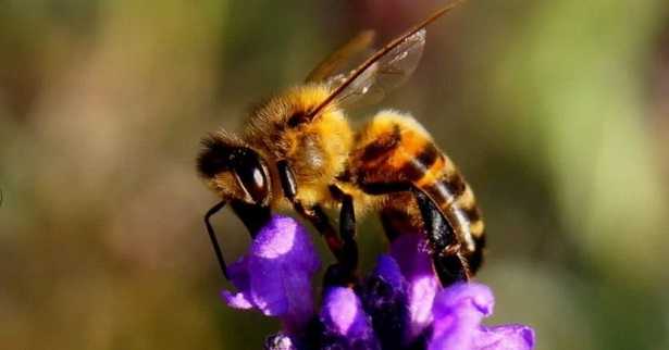 Impollinazione anemofila