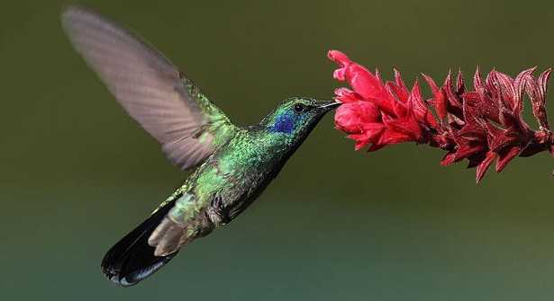 Impollinazione: come avviene