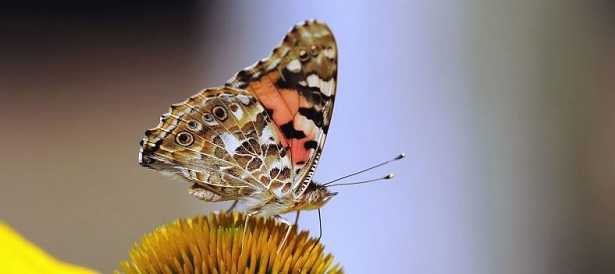 Impollinazione incrociata