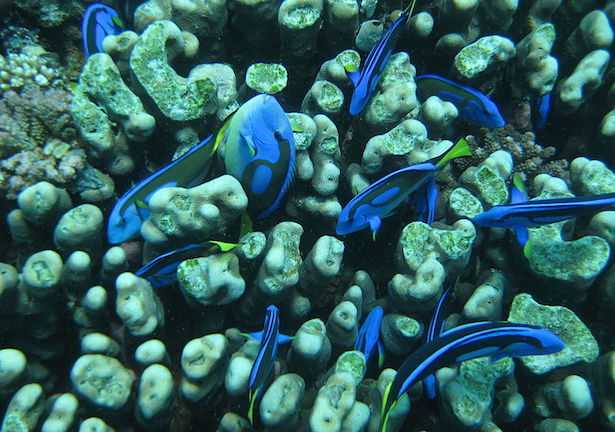 Paracanthurus hepatus riproduzione