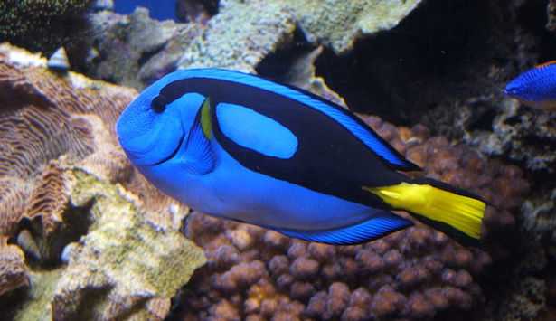 Paracanthurus hepatus