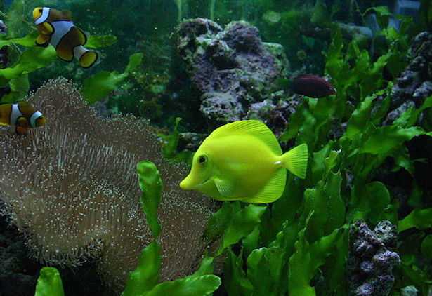 Pesce chirurgo giallo