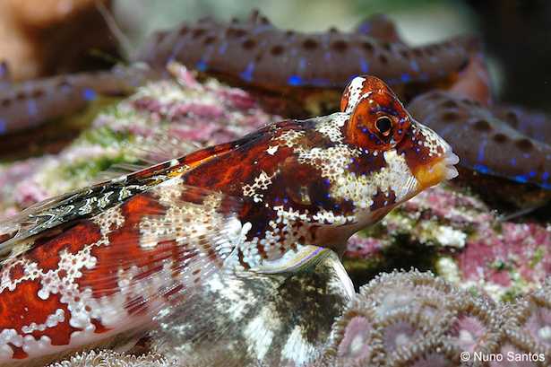 Synchiropus marmoratus