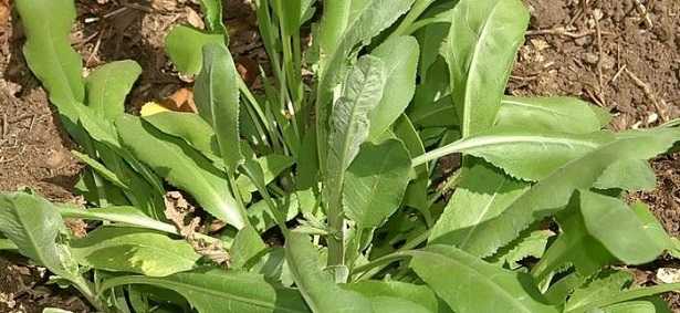 Tanacetum balsamita vulgare