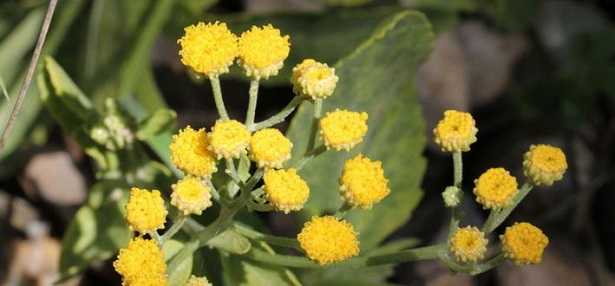 Tanacetum balsamita: proprietà