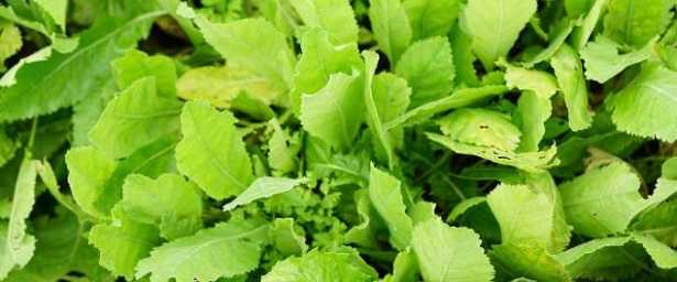 Tanacetum balsamita: pianta