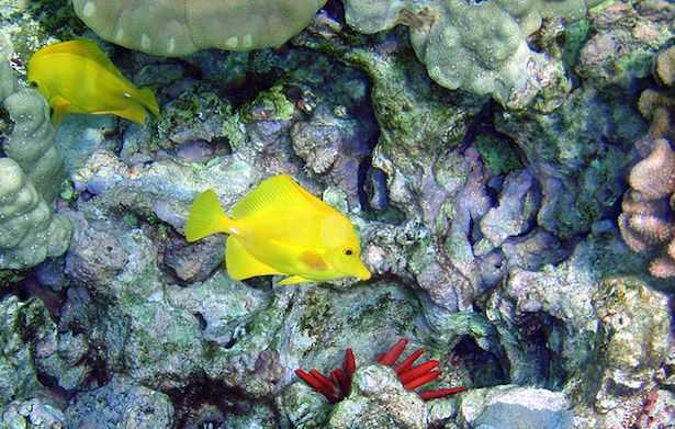 Zebrasoma flavescens