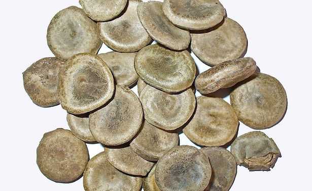 albero della stricnina nux vomica