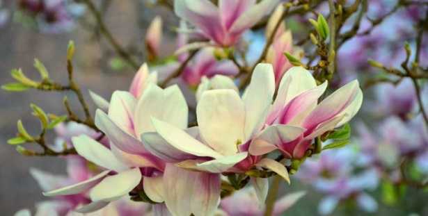 Angiosperme e gimnosperme