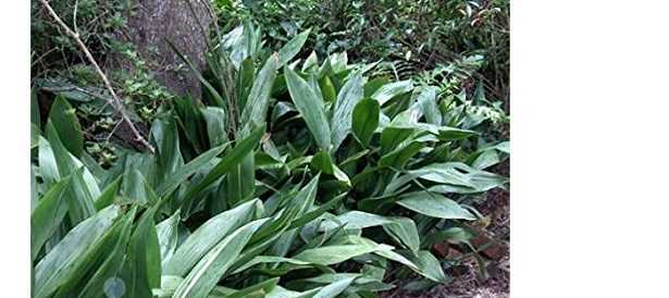 Aspidistra: foglie gialle Aspidistra: foglie gialle