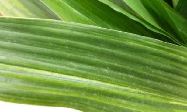 Aspidistra: fiore Aspidistra: fiore