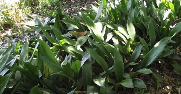Aspidistra Aspidistra
