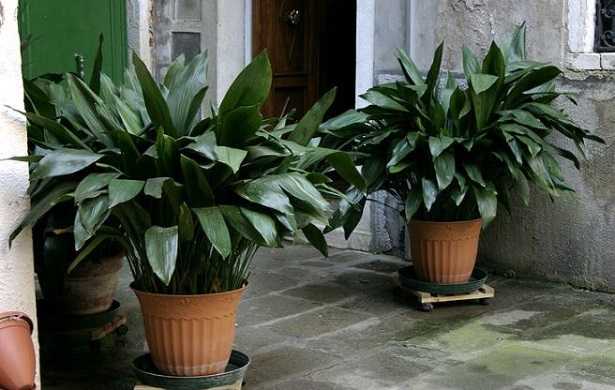 Aspidistra: pianta Aspidistra: pianta
