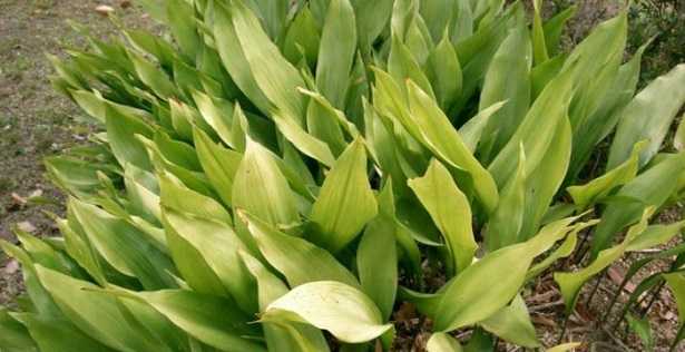 Aspidistra: foglie gialle Aspidistra: foglie gialle