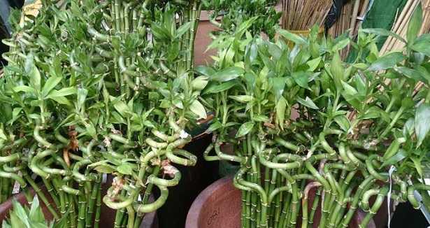 Bambù della fortuna ingiallito