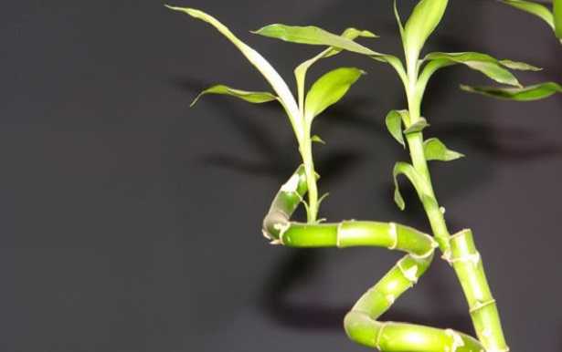  Bambù della fortuna