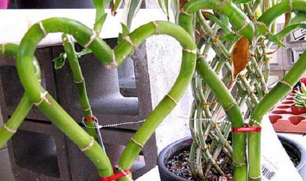  Bambù della fortuna