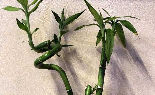 Bambù della fortuna: riproduzione