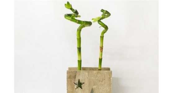 Bambù della fortuna: prezzo 