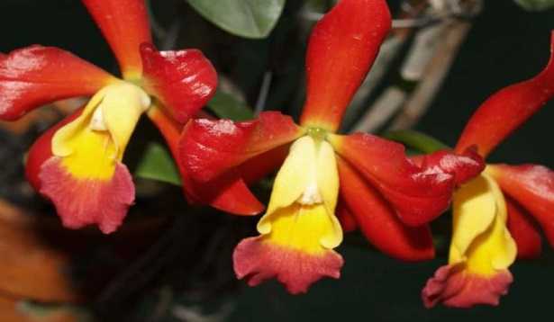 Begonia Elatior