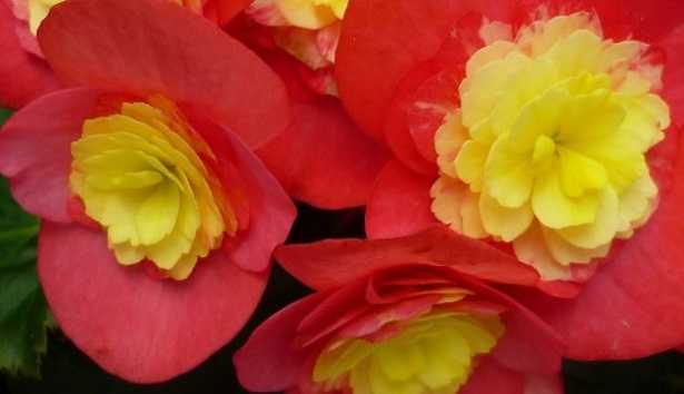 Fiori di Begonia rossi e gialli