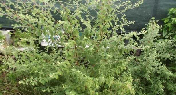 Calea Zacatechichi: erba dei sogni Calea Zacatechichi: erba dei sogni