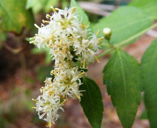 Calea Zacatechichi: semi Calea Zacatechichi: semi