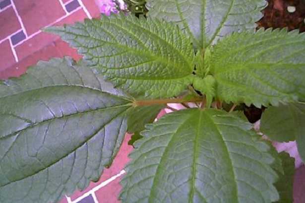 Calea Zacatechichi Calea Zacatechichi