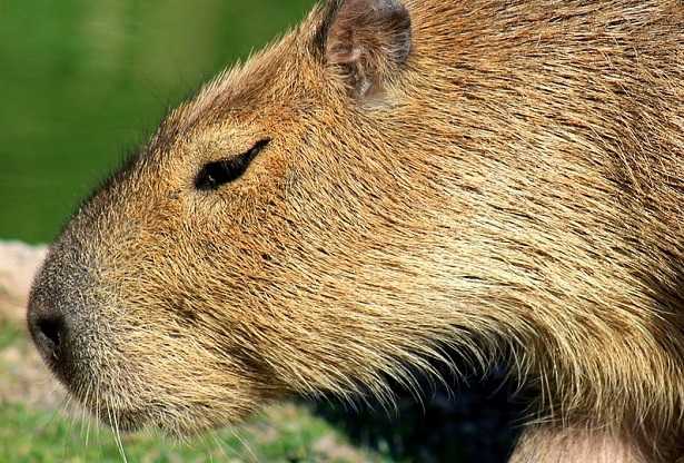 Capibara: caratteristiche