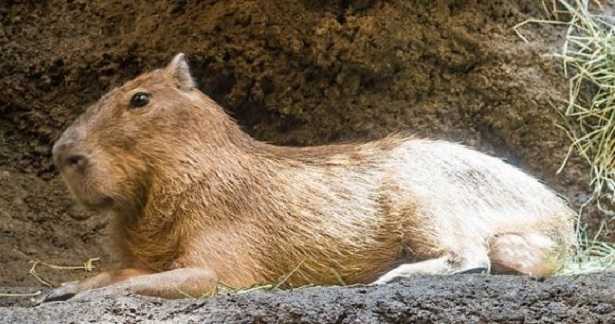Capibara: foto
