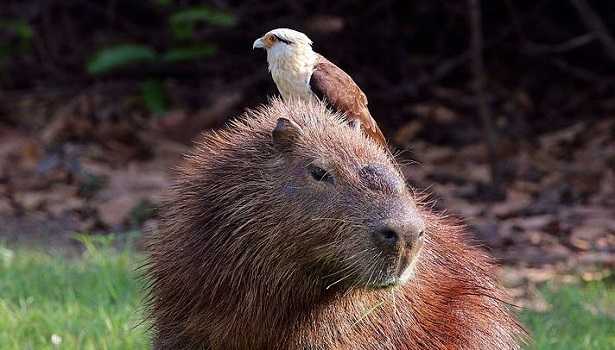 Capibara: foto