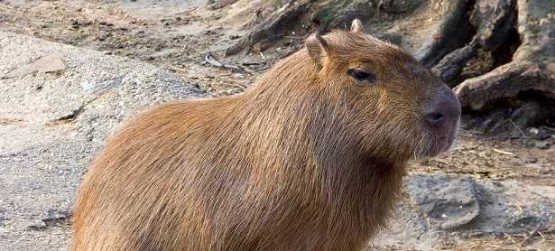Capibara