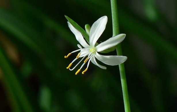 Chlorophytum Comosum o nastrino Chlorophytum Comosum o nastrino
