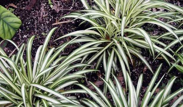 Chlorophytum Comosum variegatum Chlorophytum Comosum variegatum