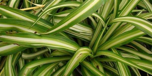 Chlorophytum Comosum: purifica l’aria Chlorophytum Comosum: purifica l’aria