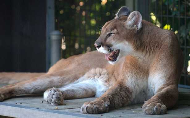 Coguaro o puma concolor Coguaro o puma concolor